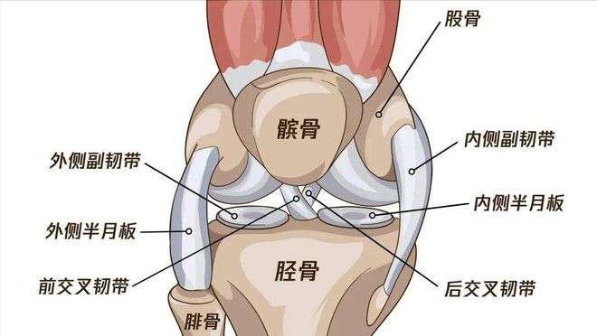 提醒：体育运动过量易导致孩子膝关节损伤家长及体育老师要注意(图2)